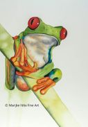 Red-eyed tree frog in aquarel