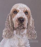 Angus in pastels  (SOLD)