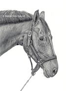 Horse in graphite