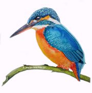 Kingfisher in aquarel
