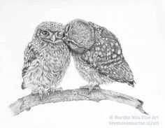 Little Owls in graphite