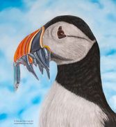 Puffin in pastels