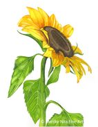 Sunflower in aquarel