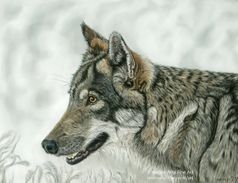 Eurasian wolf in pastels