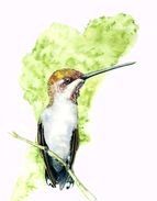Hummingbird in aquarel