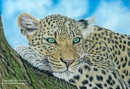 Leopard in pastels