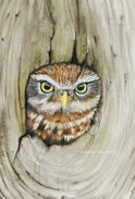Little owl in aquarel